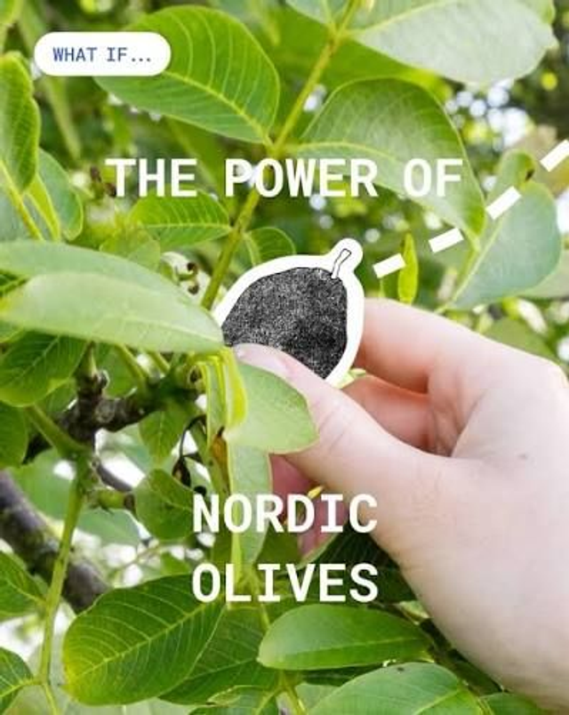 Nordic Olijven | Fruitslagers